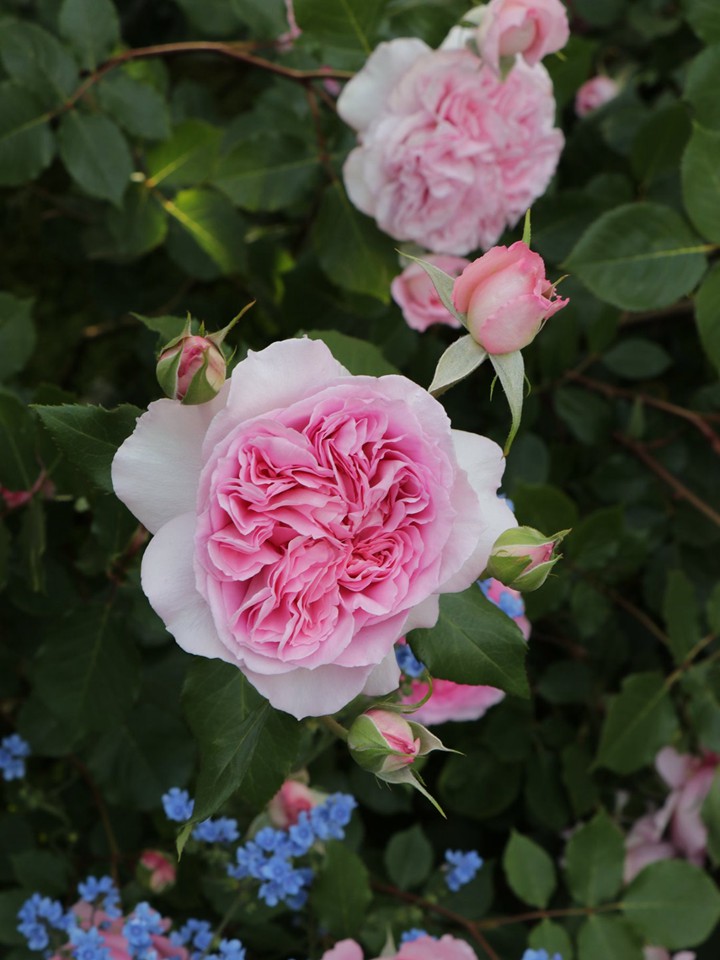 1732933815800672.jpg 海伦月季花的种植方法