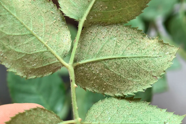 1733364157161734.jpg 月季花防治红蜘蛛用什么药最有效?