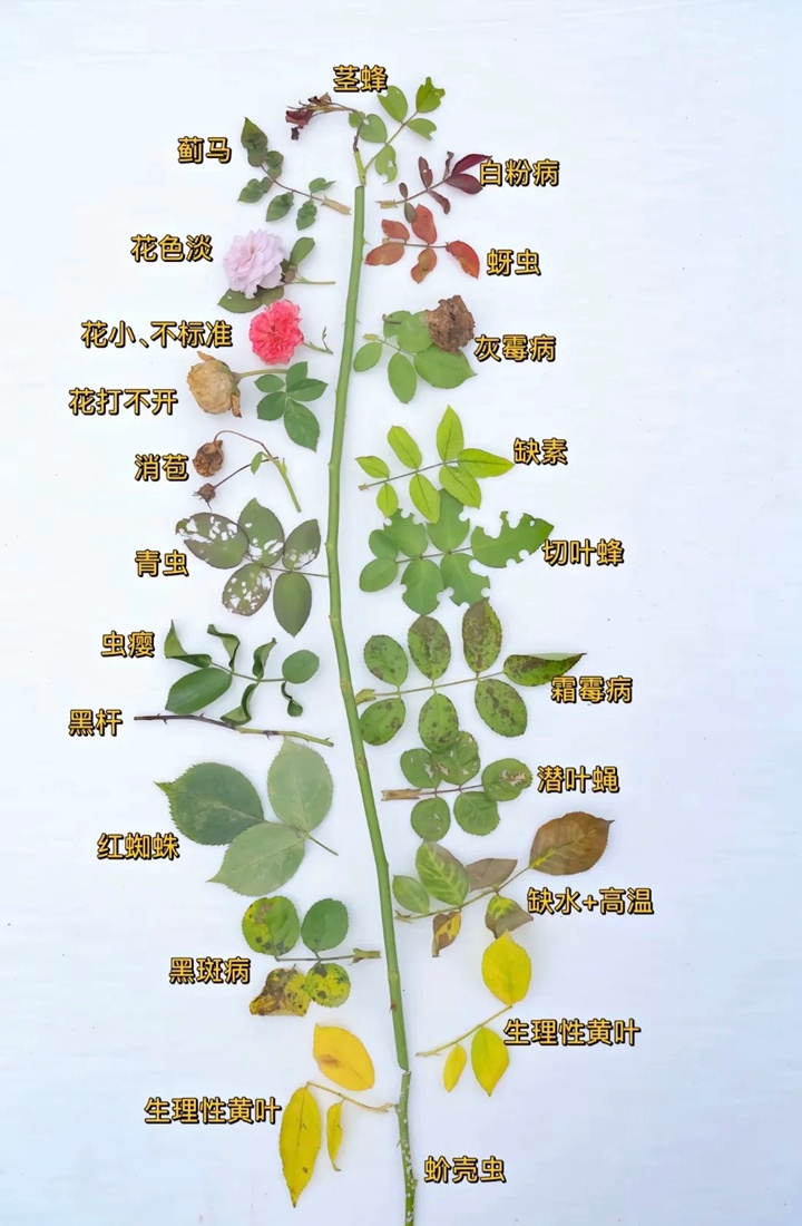 1733365587133093.jpg 月季叶子干枯是什么原因