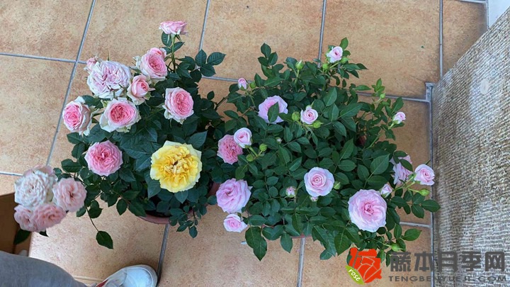 1733367010697163.jpg 怎样使盆栽月季交替开花