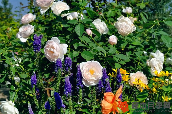 1733367010739881.jpg 怎样使盆栽月季交替开花