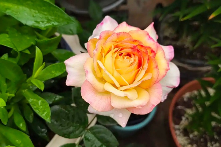 1733376057569012.jpg 蝴蝶夫人月季单花花期几天