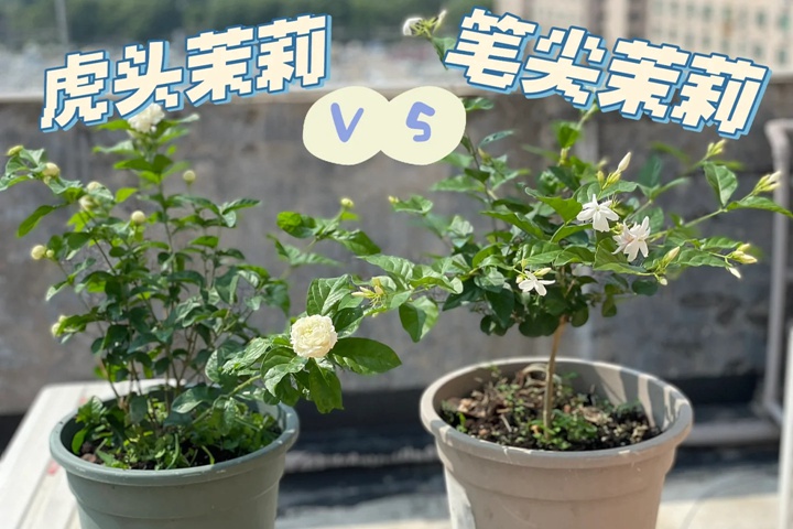 1733376922785494.jpg 虎头茉莉和笔尖茉莉哪个好