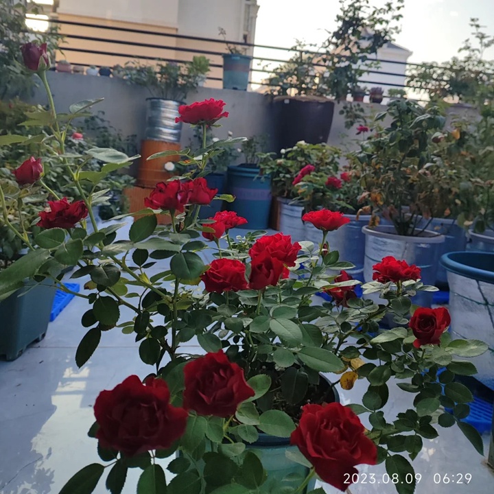 1733378123402634.jpg 纪念芭芭拉月季的夏花表现