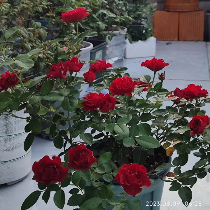 1733378123936358.jpg 纪念芭芭拉月季的夏花表现