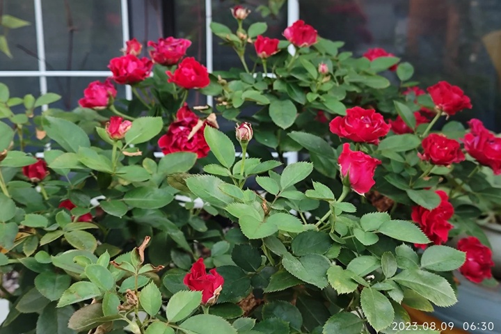 1733379991219538.jpg 纪念芭芭拉月季耐阴吗