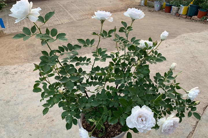 1733380293693352.jpg 加百列大天使月季适合广东吗