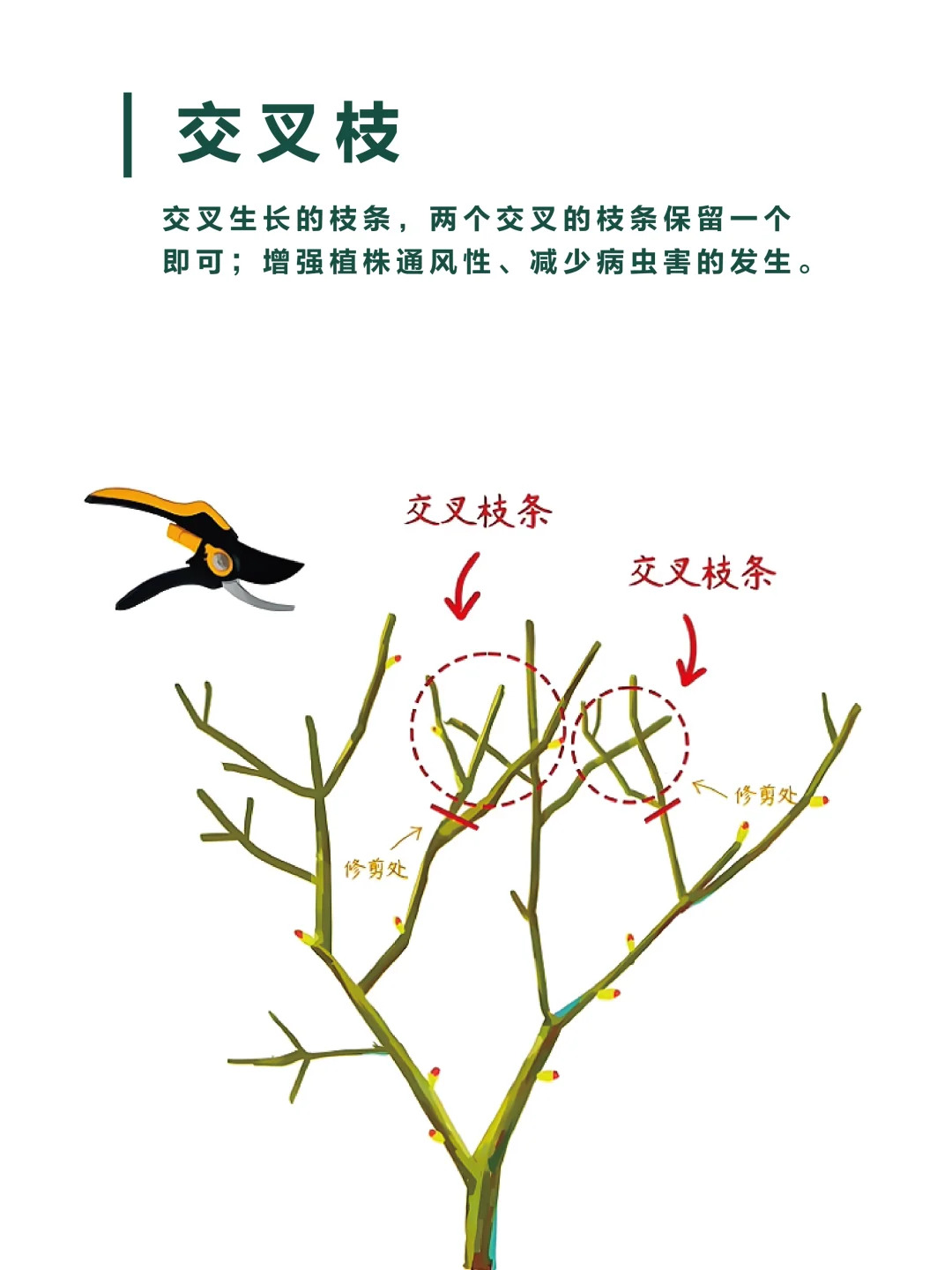 1733447283183884.jpg 月季修剪的一些实用技巧