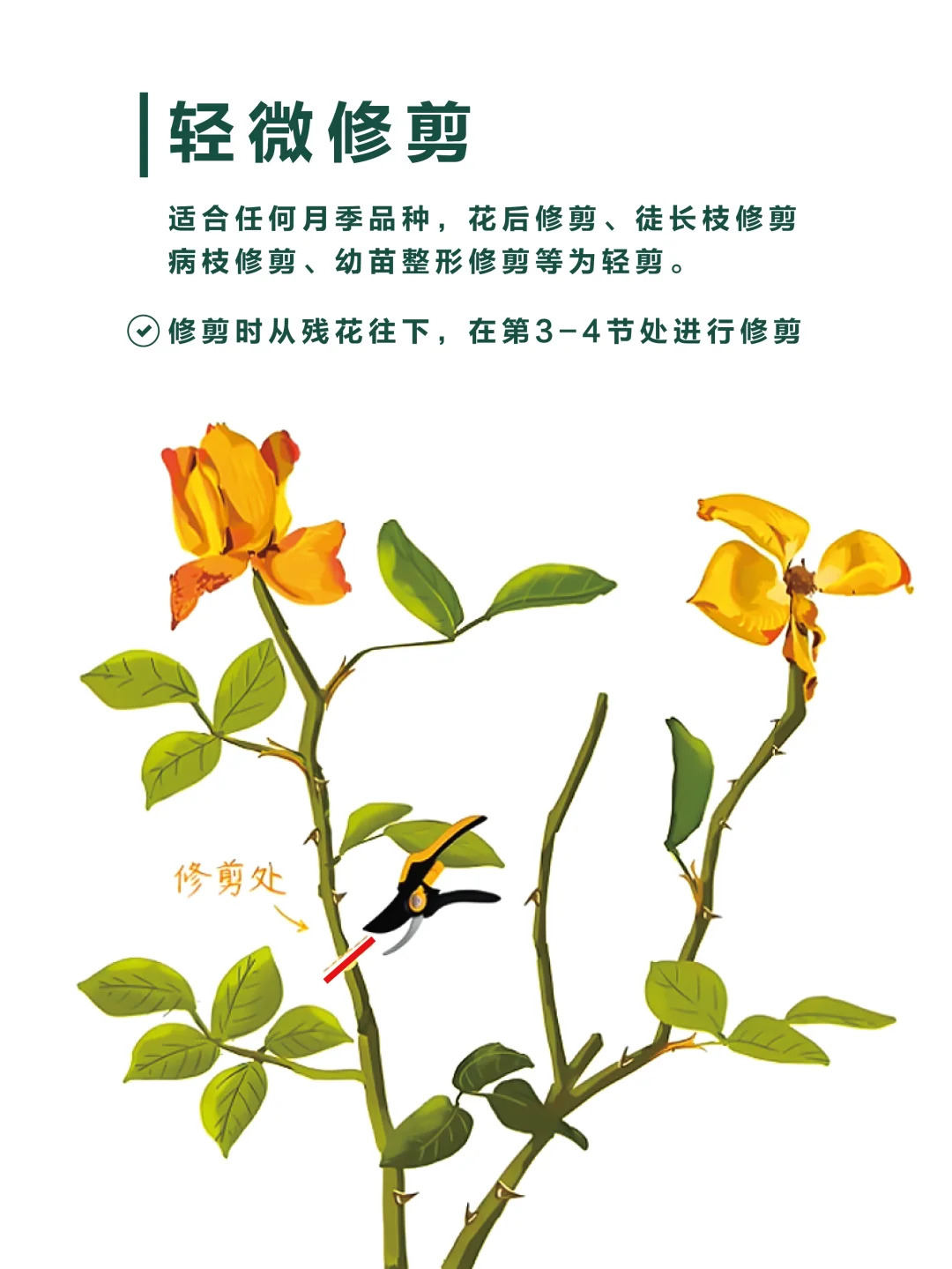 1733447283501403.jpg 月季修剪的一些实用技巧