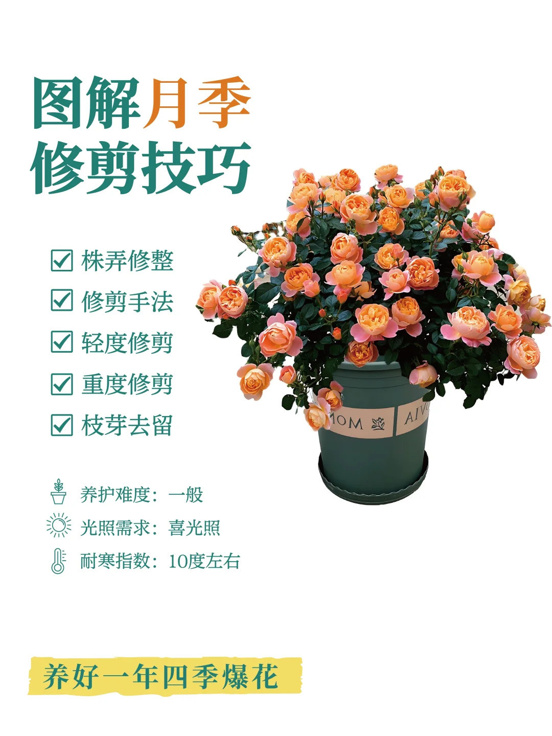 1733447283502236.jpg 月季修剪的一些实用技巧
