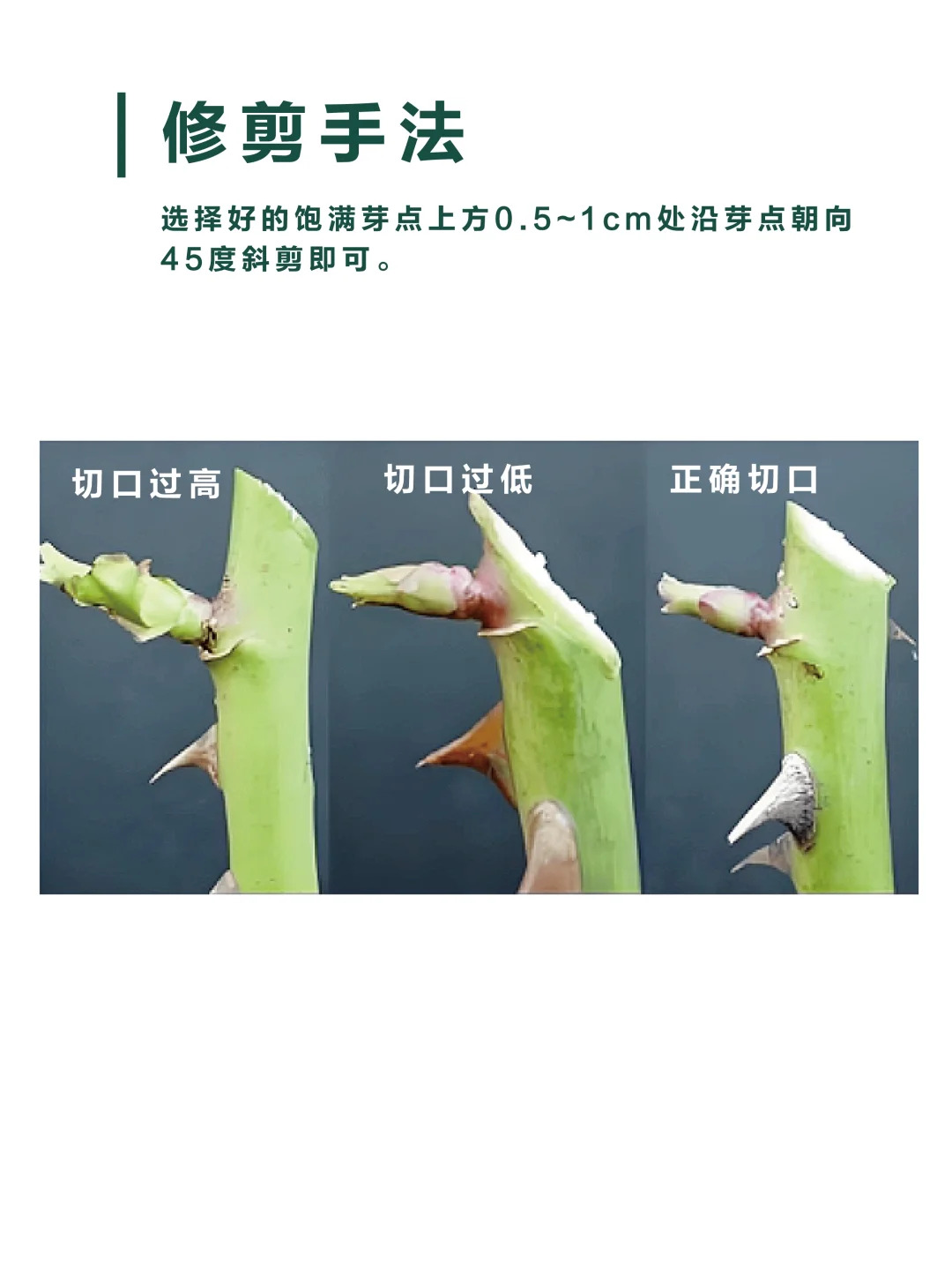 1733447283665086.jpg 月季修剪的一些实用技巧