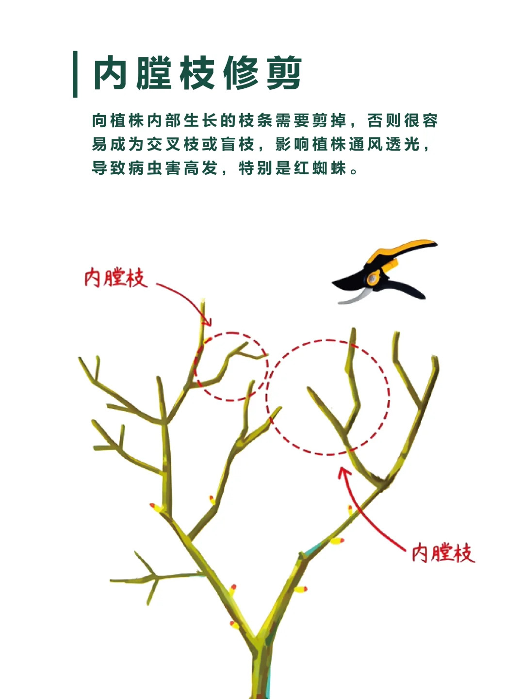 1733447283740876.jpg 月季修剪的一些实用技巧