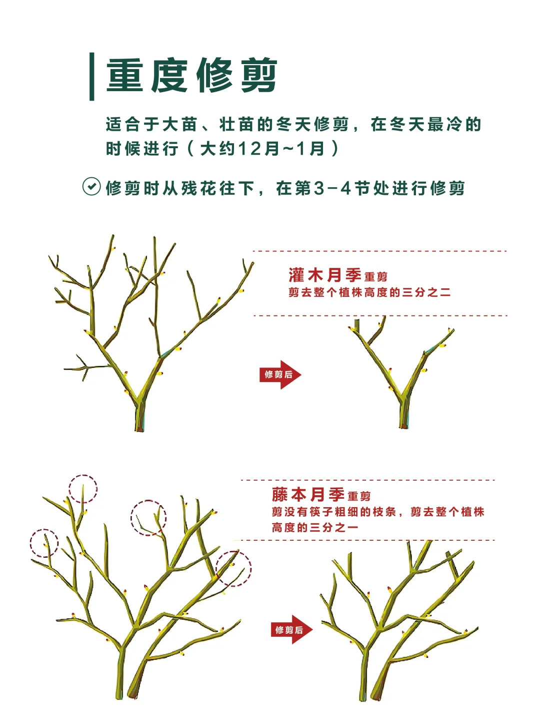 1733447283787606.jpg 月季修剪的一些实用技巧