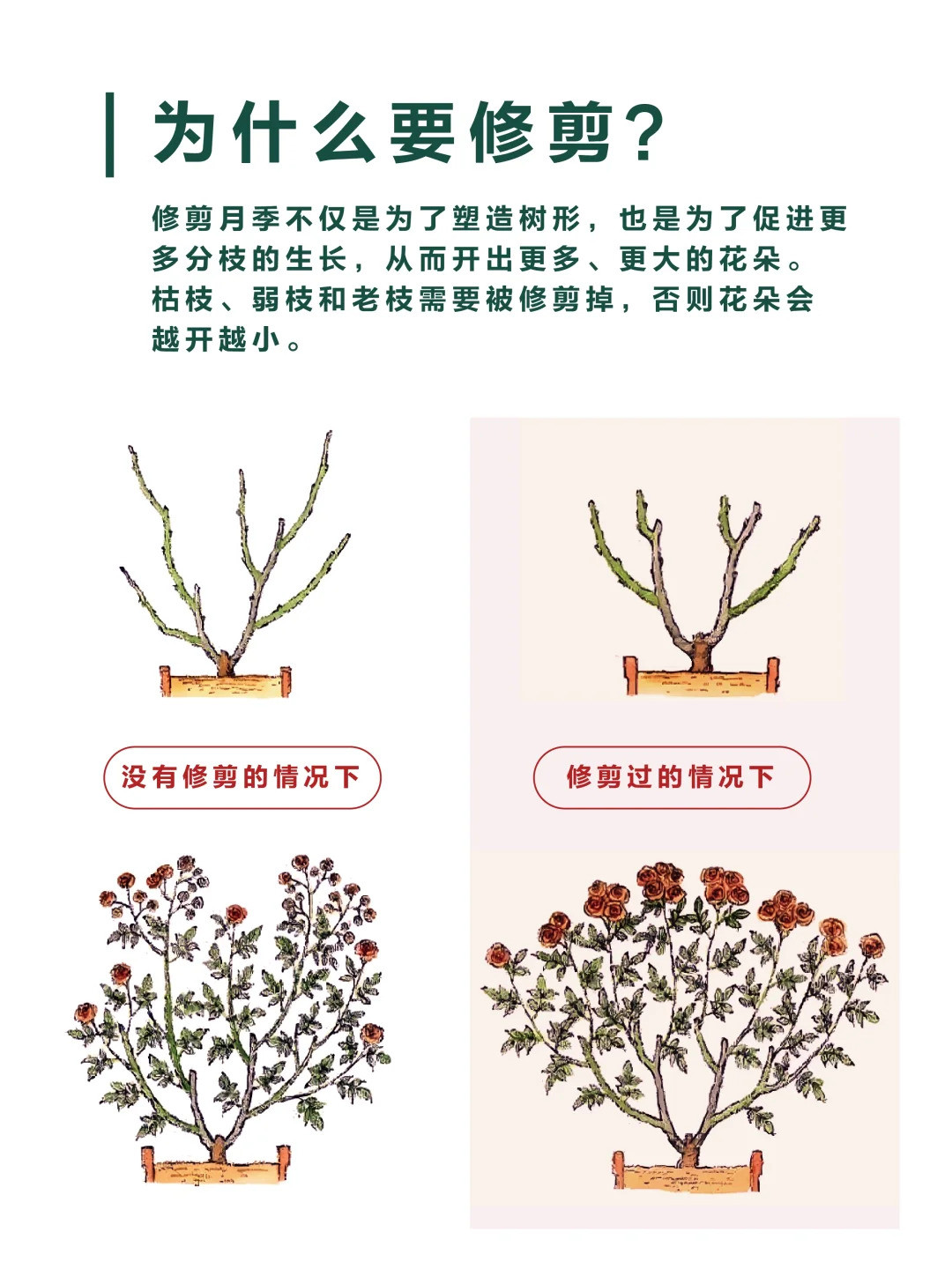 1733447283816641.jpg 月季修剪的一些实用技巧