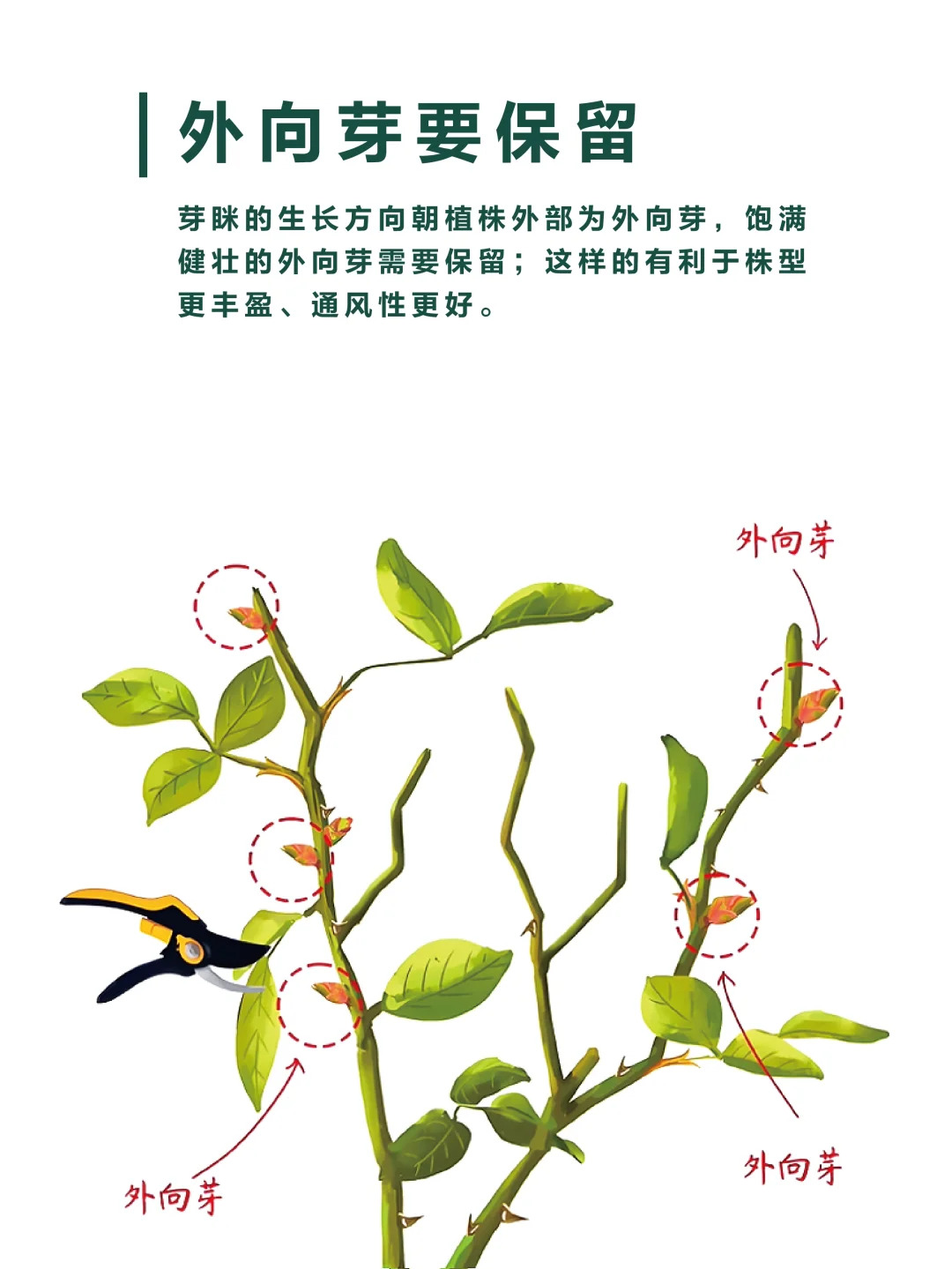 1733447283844151.jpg 月季修剪的一些实用技巧