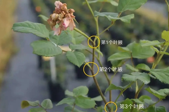1733450728225615.jpg 月季开完花怎样修剪