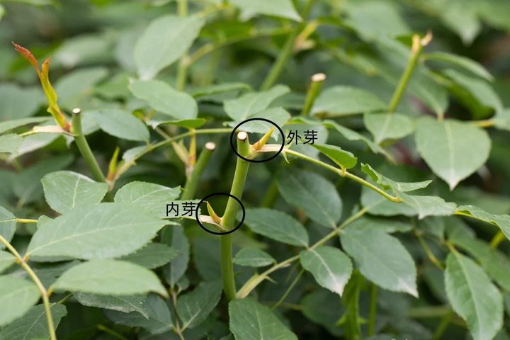 1733450728290202.jpg 月季开完花怎样修剪