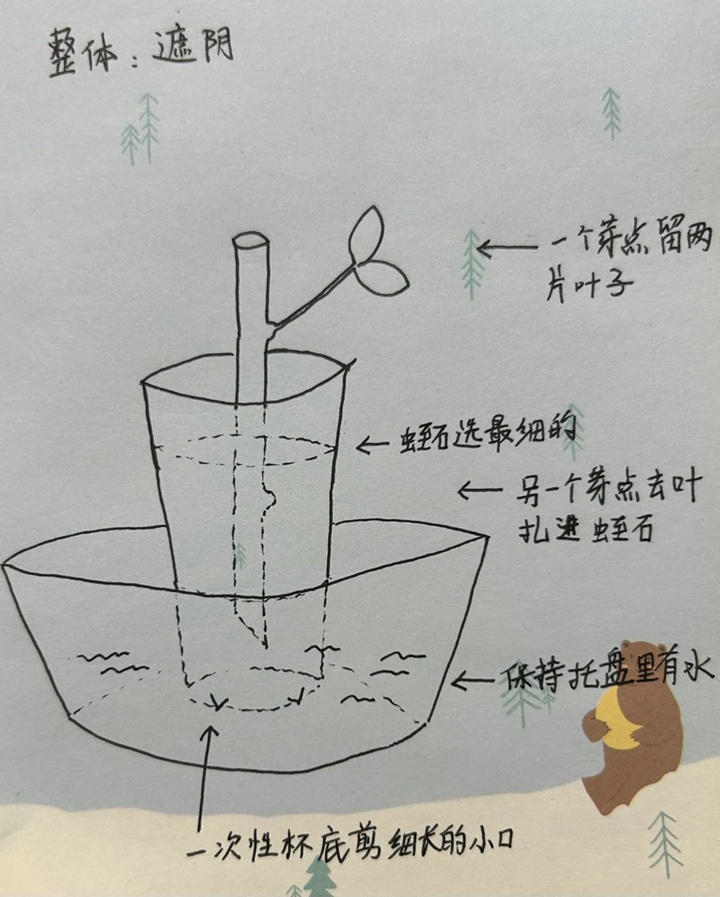 1733452199584524.jpg 简易的月季扦插方法分享