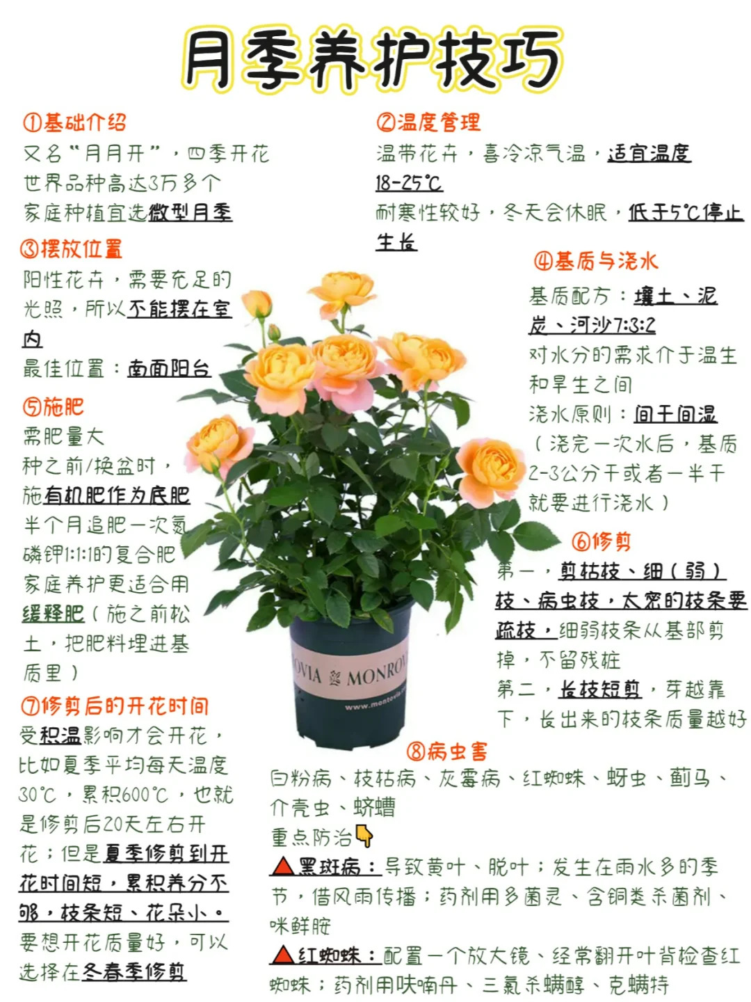 1733527187468816.jpg 月季多开花的养护要点