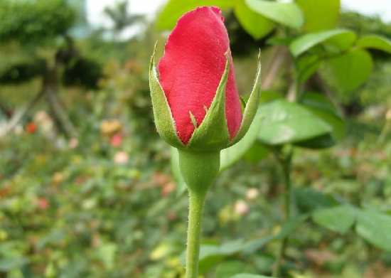 月季花苞需要疏蕾吗?