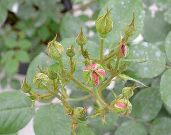 月季花苞需要疏蕾吗?