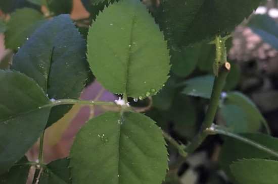 月季叶子白霉是什么病,如何防治
