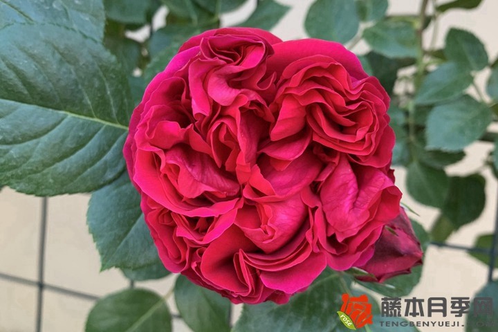 1733536089593222.jpg 月季的花期为何有长有短