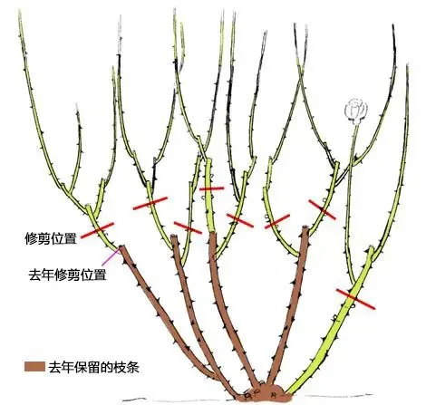1733712565219649.jpg 月季休眠期修剪详细攻略