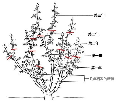 1733712565542827.jpg 月季休眠期修剪详细攻略