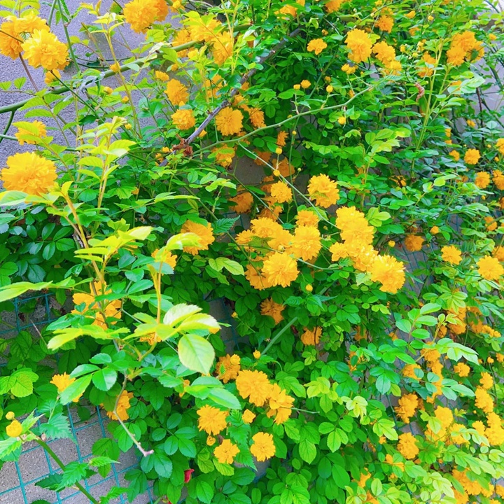 1733713775844993.jpg 棣棠的花语和寓意