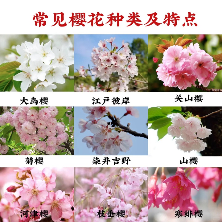 1733725983773228.jpg 樱花是什么颜色的