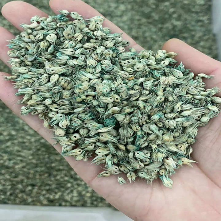 1733795568576008.jpg 野牛草种子的种植方法及技巧