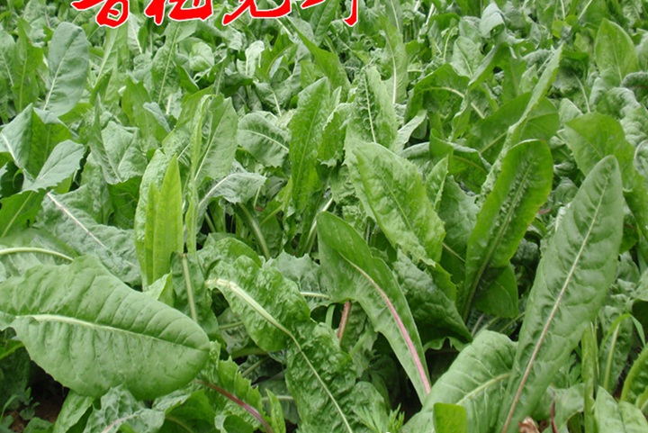 1733796313735275.jpg 冬天冻不死的牧草有哪些