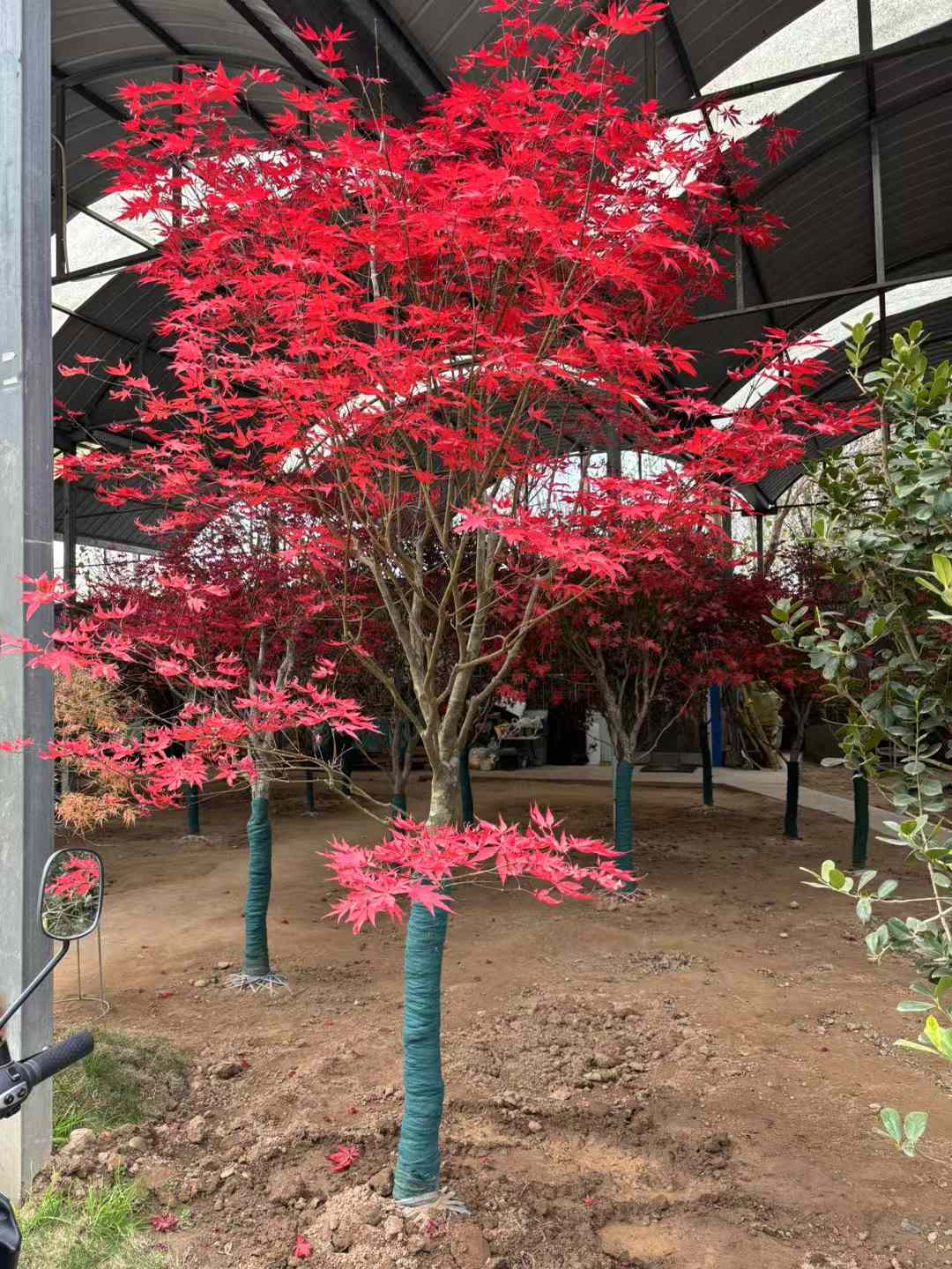 1733883529343468.jpg 红枫北方可以种植吗?