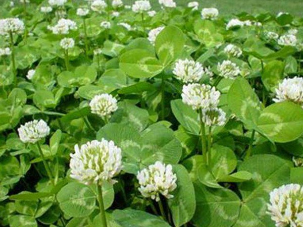 1733885838488216.jpg 固氮草本植物有哪些品种