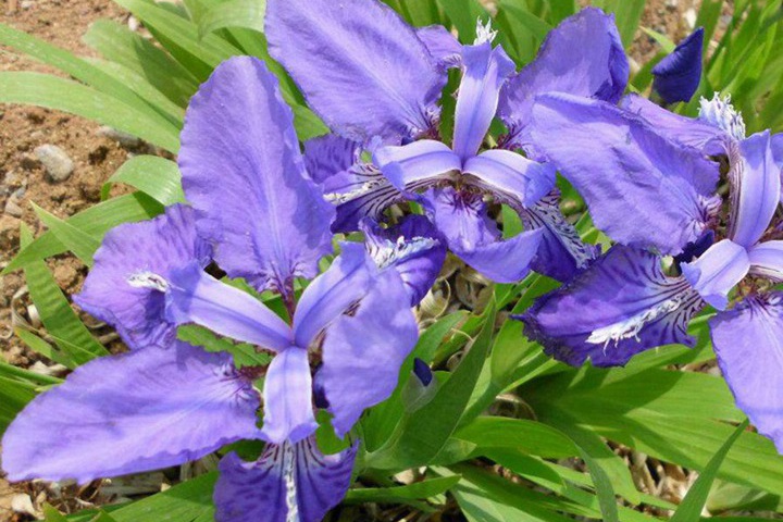 1733969640379801.jpg 家里种马兰花好吗,马兰花的寓意