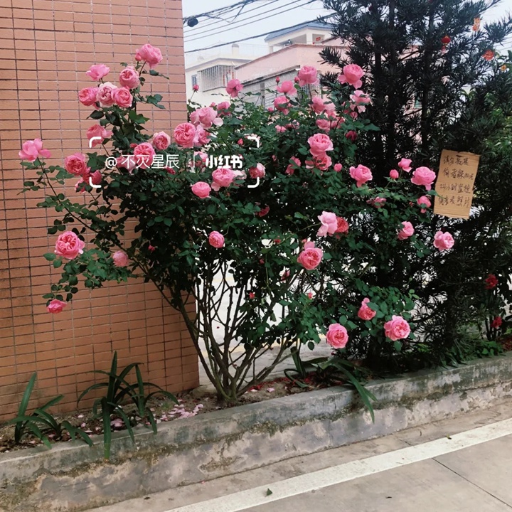 1733972276358774.jpg 凯丽月季的植株能长多高