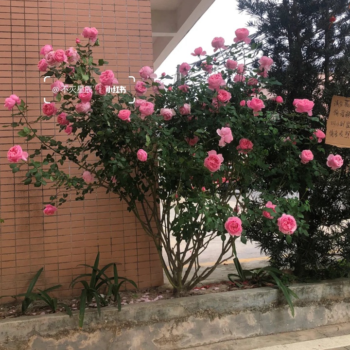 1733972276632722.jpg 凯丽月季的植株能长多高