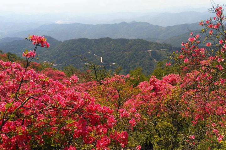 1734142504223583.jpg 杜鹃花怕冷吗,冬天耐寒性怎么样