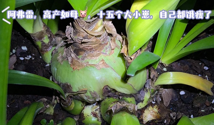 1734143745702233.jpg 蜡封朱顶红开完花后应该怎么处理
