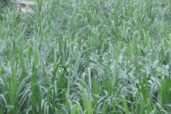 1734312388115710.jpg 甜象草在什么时候种植最好