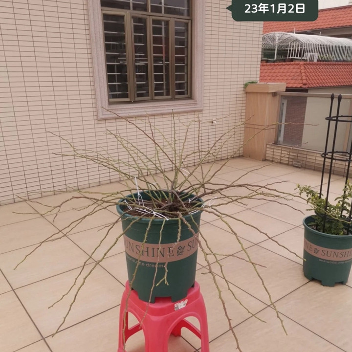 1734334300975677.jpg 蓝色阴雨在广东怎样才能开花