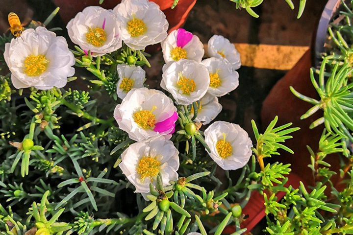 1734399791778171.jpg 冬天可以种植太阳花吗