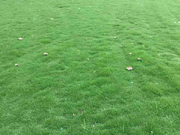 1734403937291196.jpg 百慕大草坪是冷季型还是暖季型