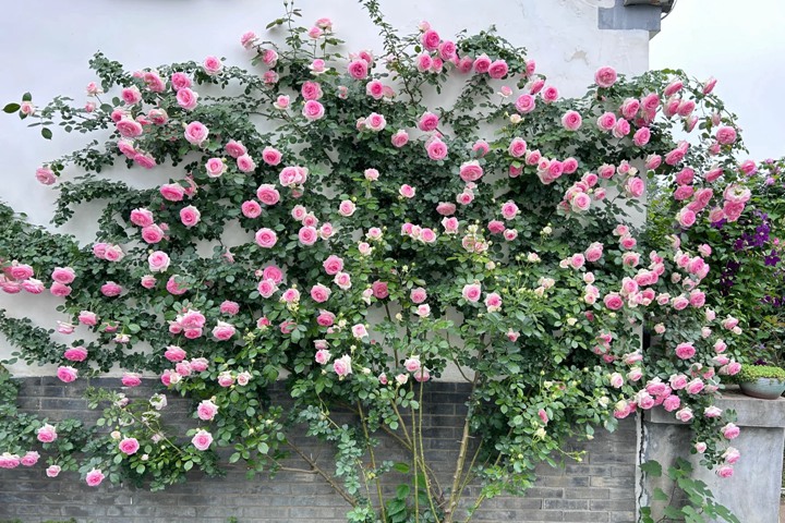 1734414396752246.jpg 龙沙宝石月季一年能开几次花