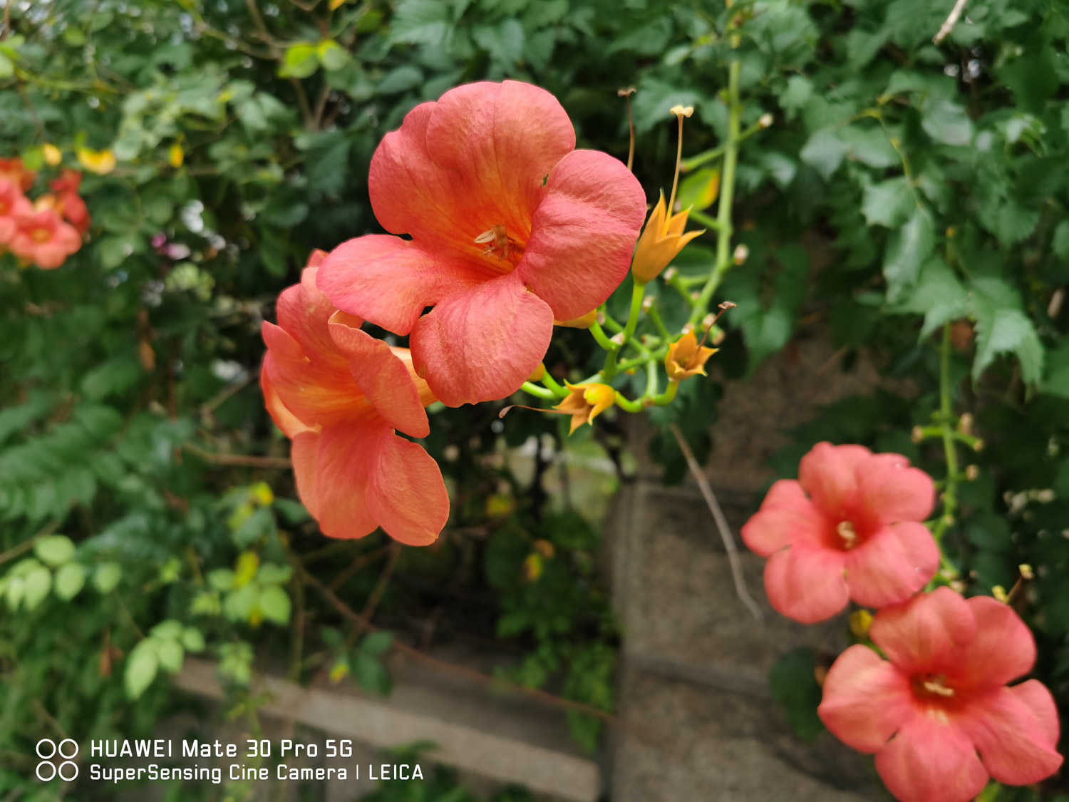 1734416515487064.jpg 凌霄花的种植方法和时间