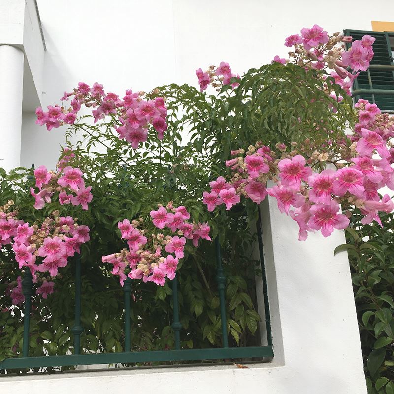 1734416525307987.jpg 凌霄花的种植方法和时间