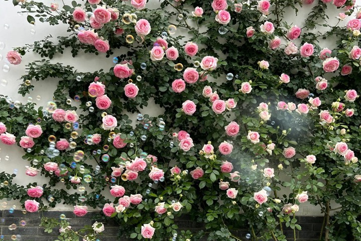 1734416912787455.jpg 粉色龙沙宝石月季怎么种植