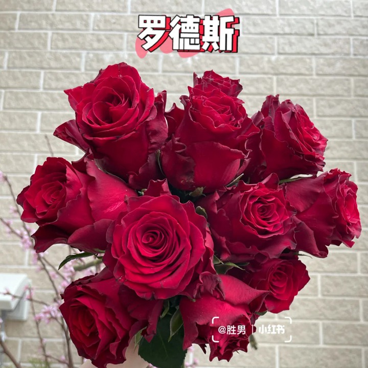 1734417366556296.jpg 罗德斯月季值得入手吗
