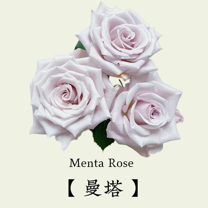 1734421867295641.jpg 曼塔玫瑰的花语和象征寓意